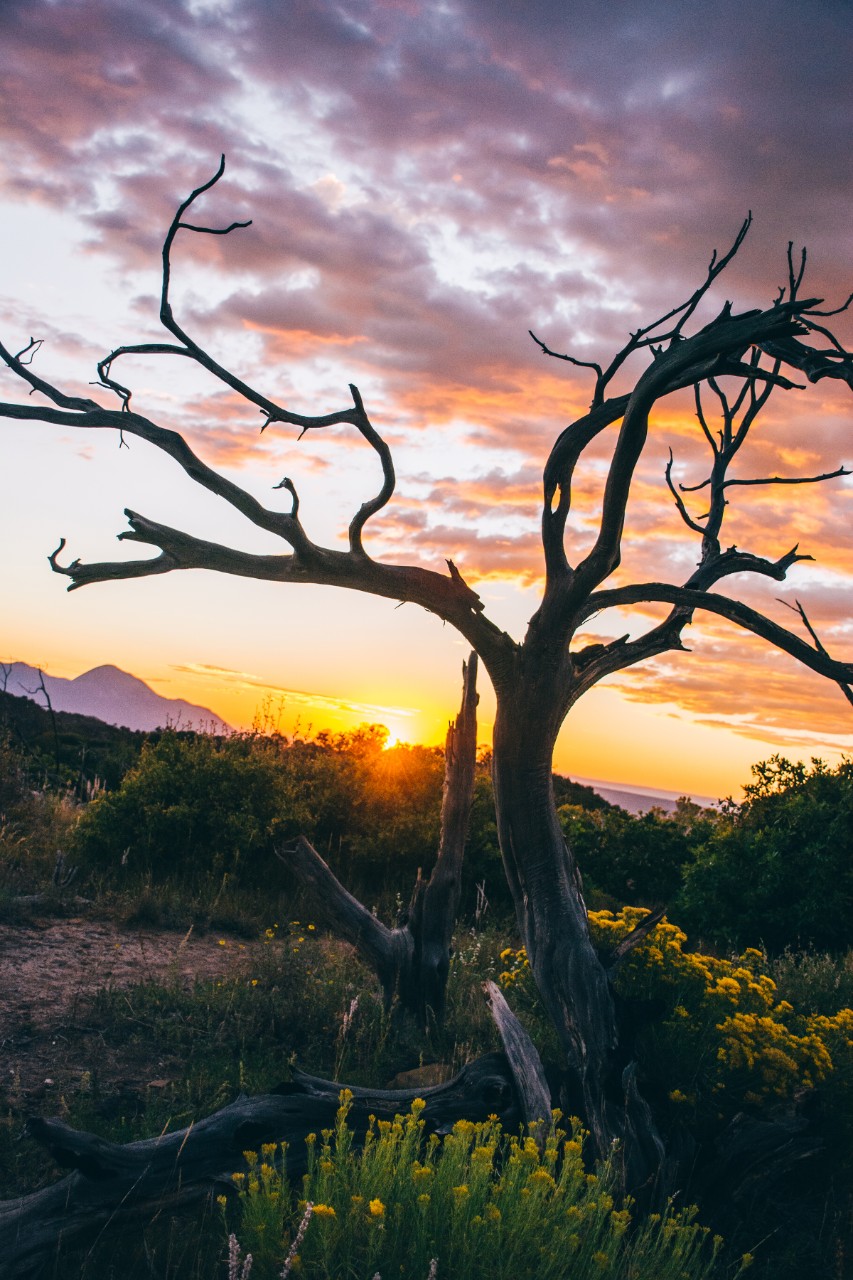 a gorgeous photograph called “Sunset at Mesa Verde”, by Houston Vandergriff. It shows a barren tree in the foreground against a background of coarse soil and green shrubs. The sun appears to be going down, and can be seen at the bottom of a purple, orange and yellow evening sky.