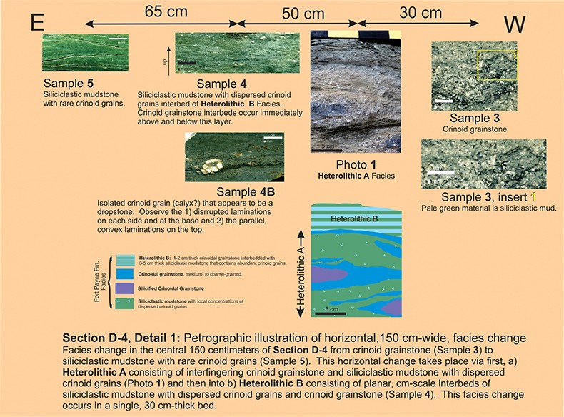 section-d4-detail1-facies-change-petrography