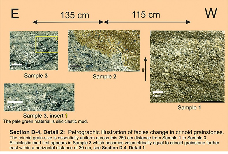 section-d4-detail2-facies-change-petrography