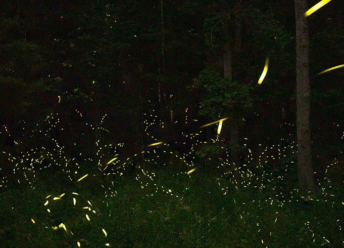 Theresa Montgomery's, Synchronous Fireflies