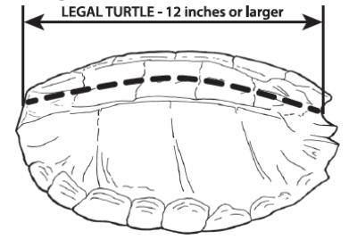 Legal Turtle Length