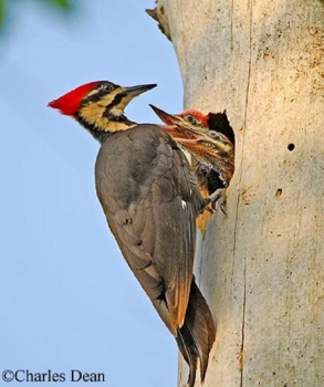 pileated-woodpecker-005