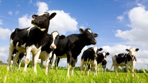 State Veterinarian Dairy Cattle Order